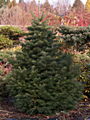 Abies lasiocarpa Green Globe IMG_4848 Jodła górska